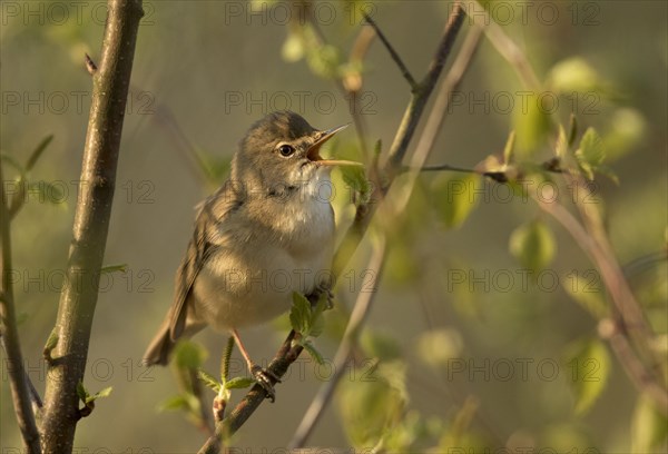 Eurasian Reed-warbler