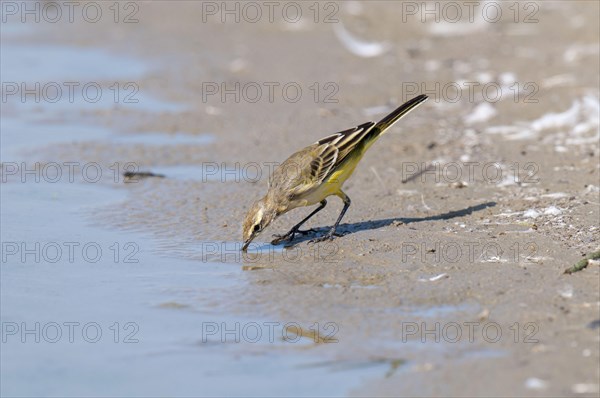 Yellow Wagtail