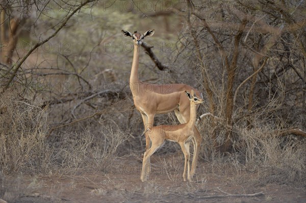 Southern Gerenuk