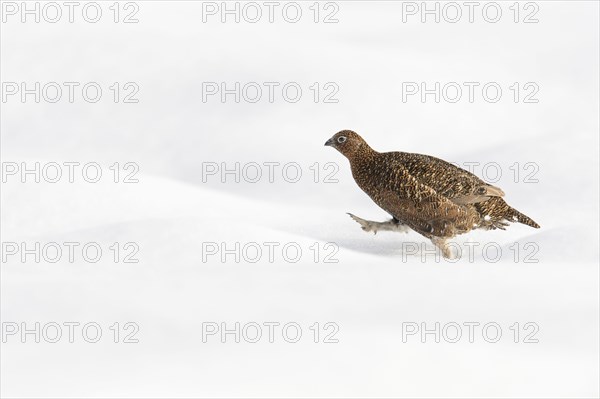 Scottish Grouse