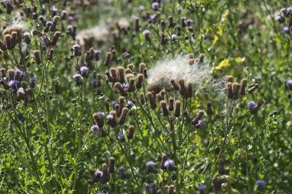 Flowers and seedlings of creeping thistle