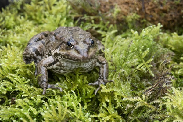 Marsh Frog