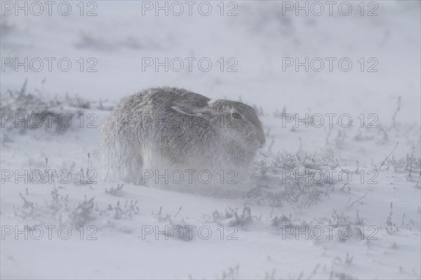 Mountain hare