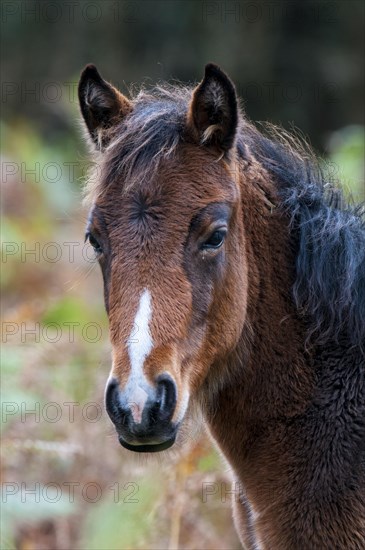 A close up on the head of a New Forest Pony