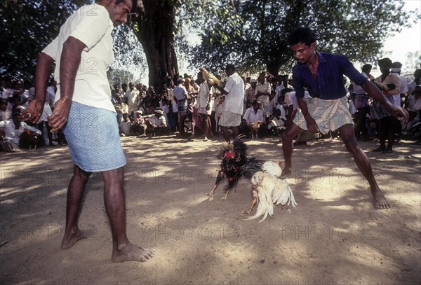 Cock Fighting near Madurai