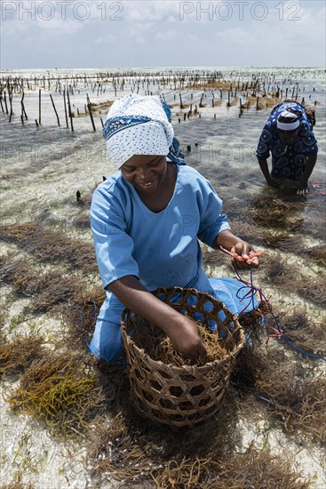 Women harvesting red algae