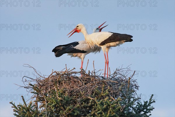 A pair of white storks standing in the nest at sunset and clattering their beaks