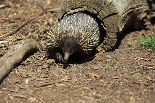 Short-beaked Echidna