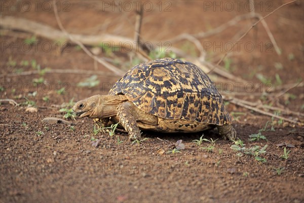 Leopard tortoise