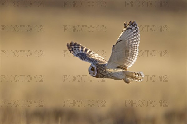 Short-eared owl