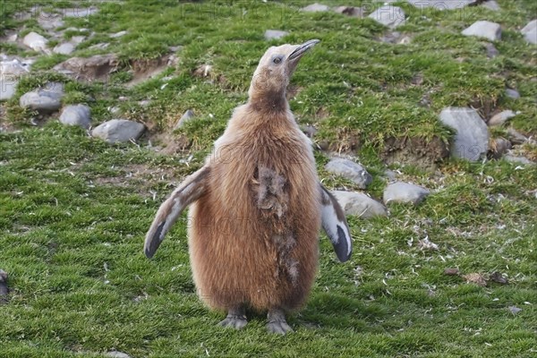 King Penguin