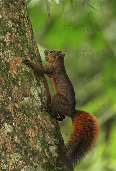 Red-tailed squirrel