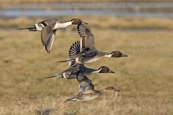 Northern pintail