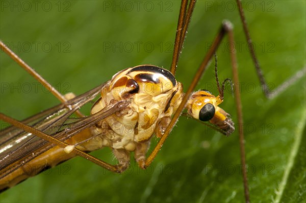 Spotted Cranefly