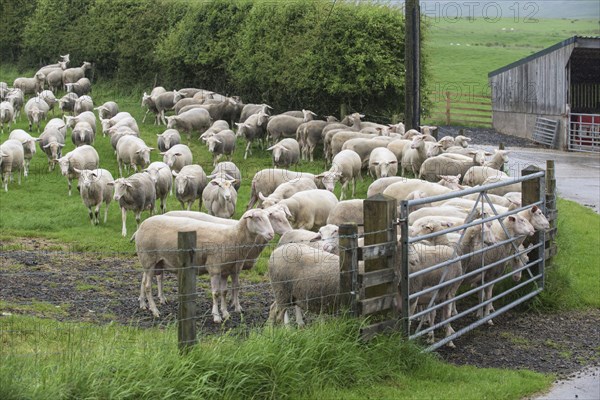 Friesian Dairy Sheep