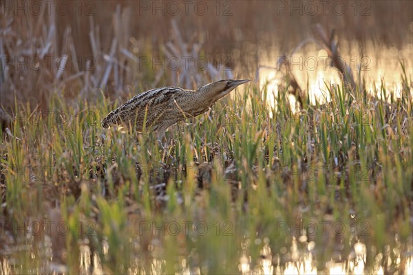 Great Bittern