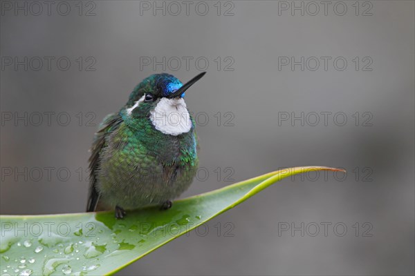 White-throated Mountain-gem