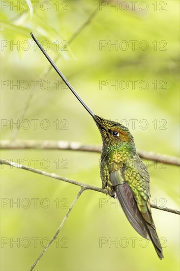 Sword-billed Hummingbird