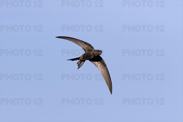 Common Swift