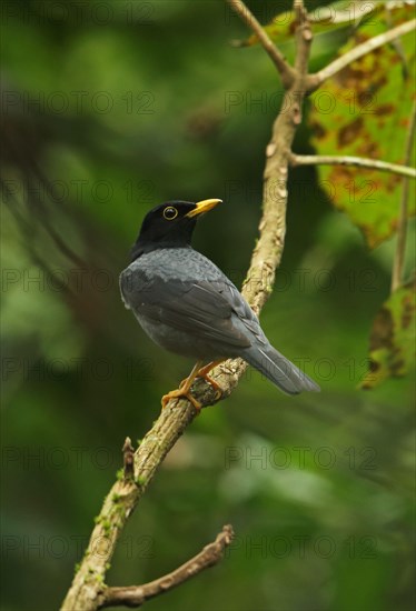 Yellow-legged Thrush