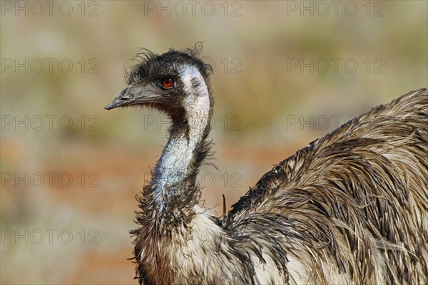 Emu