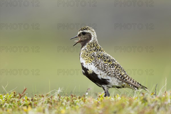 European golden plover