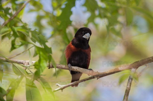 Chestnut Munia