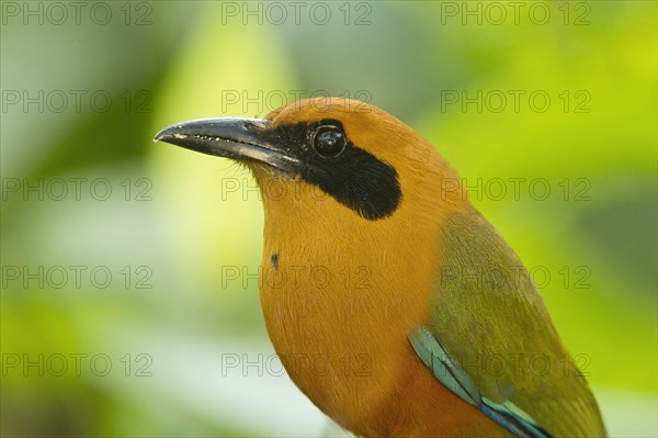 Adult red rufous motmot