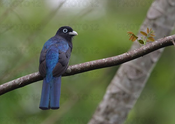 White-tailed Trogon