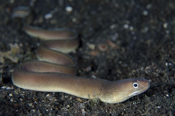 White-line moray