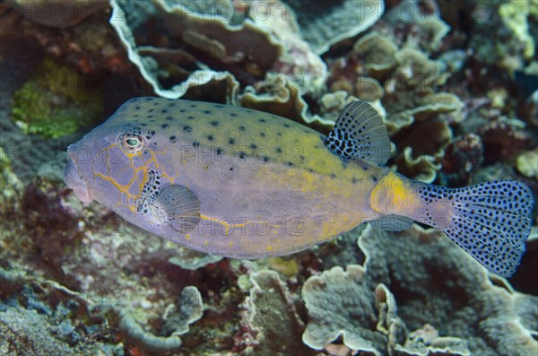 Yellow Boxfish