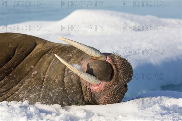 Atlantic Walrus