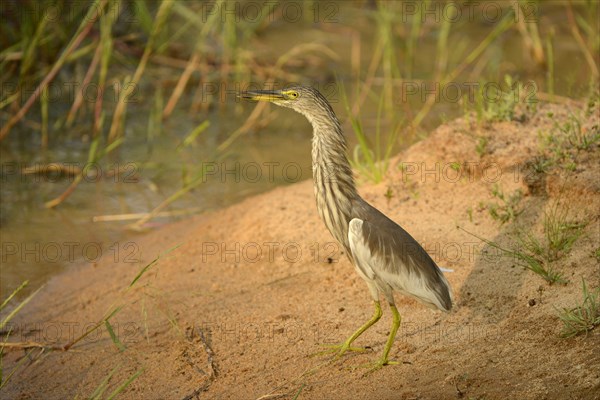 Indian Pond-heron
