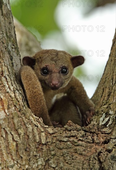 Kinkajou