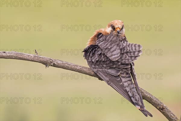 Red-footed Falcon