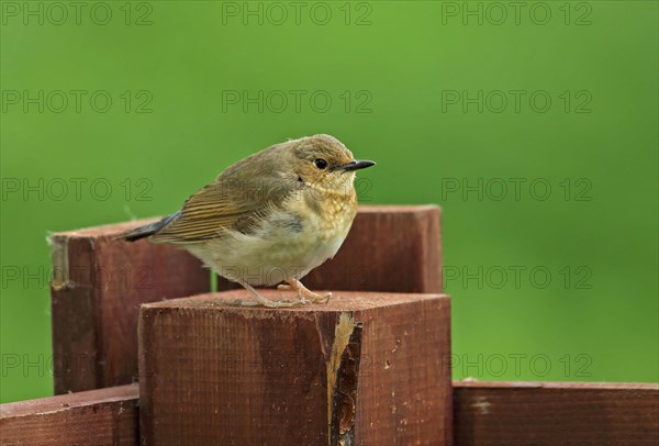 Siberian siberian blue robin