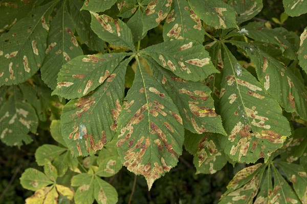 Horse chestnut