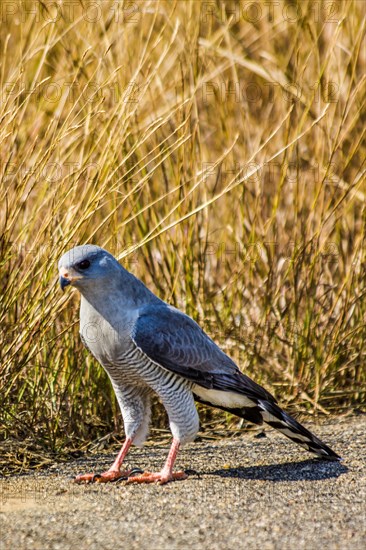 Lizard buzzard