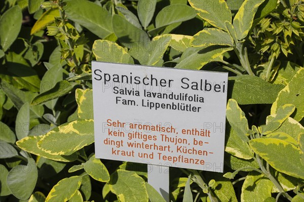 Informationstafel Spanischer Salbei