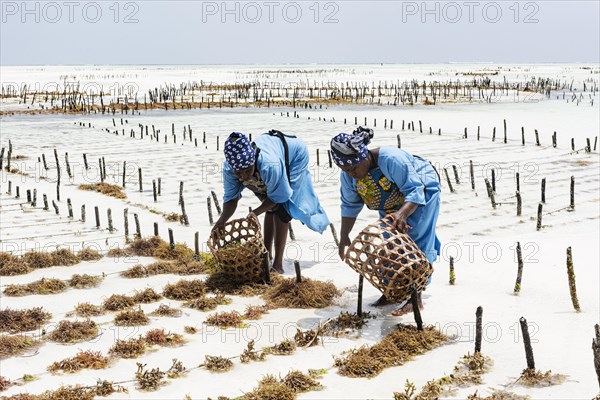 Women harvesting red algae