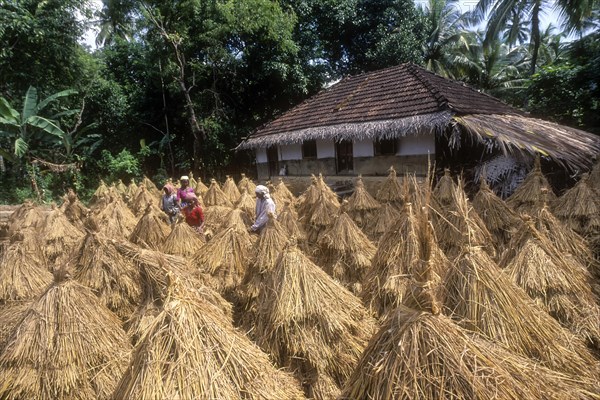 Four people drying harvested rice crop near Palakkad or Palghat