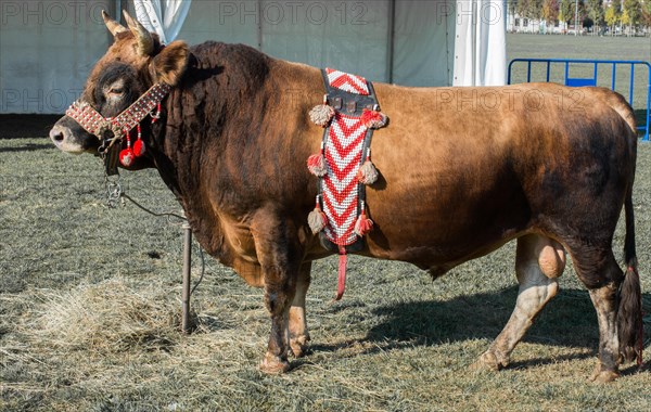 Brown bull with traditional Turkish fabric on it on green grass in display