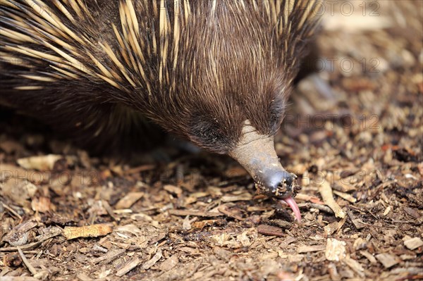 Echidna