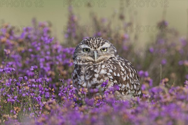 Little owl