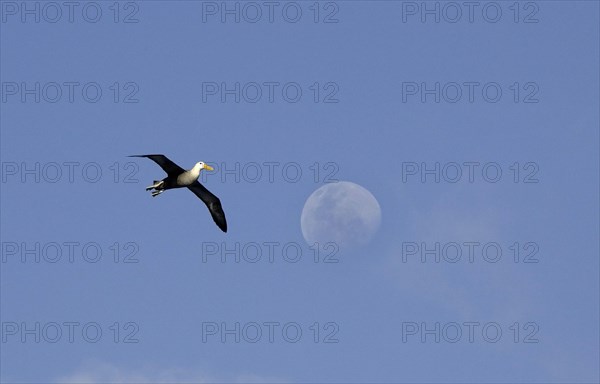 Waved Albatross