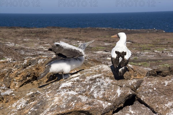 Nazca booby