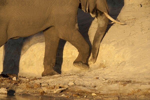 African Bush Elephant