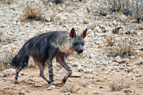 Brown hyenas