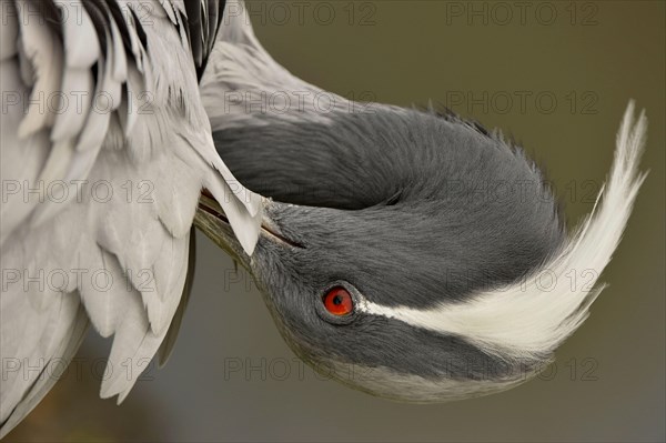 Demoiselle demoiselle crane