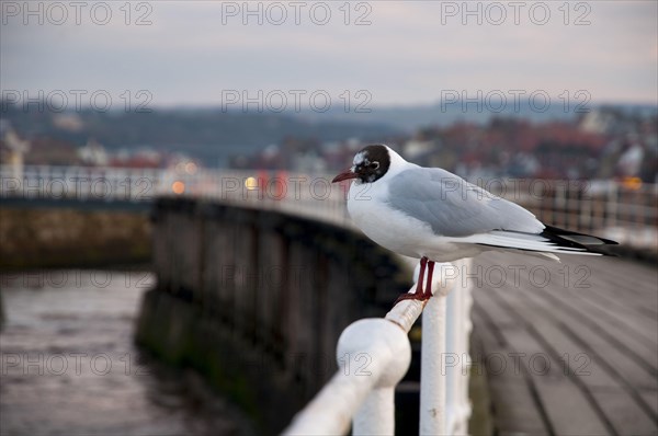 Black-headed Gull